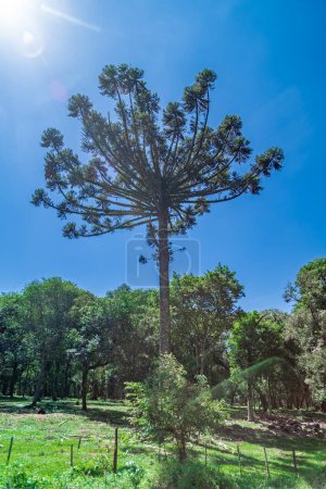 Photo for Araucaria tree in the nature of the countryside. High quality photo - Royalty Free Image