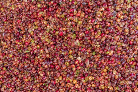 Téléchargez les photos : Coffee bean husks on farm. - en image libre de droit