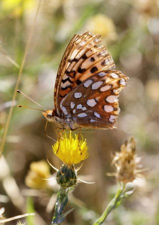 Photo for Callippe Fritillary sipping nectar from Yellow Star Thistle. Monte Bello Preserve, Santa Clara County, California - Royalty Free Image