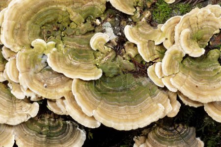 Photo for Trametes betulina mushroom cluster growing on dead conifer stump. El Corte de Madera Creek Preserve, California - Royalty Free Image