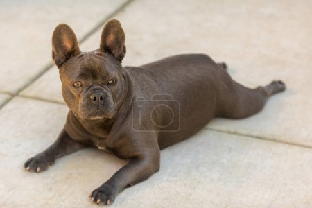 Photo for 16-Months-Old Lilac Female Frenchie Puppy. Concrete Patio in Northern California. - Royalty Free Image