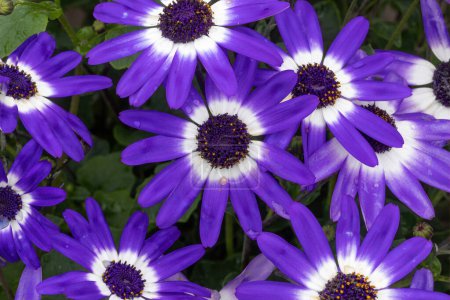 Foto de Flores bicolor azul senetti en flor - Imagen libre de derechos
