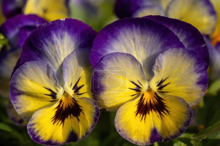 Flores híbridas de Viola floreciendo en primavera