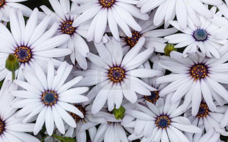 Photo for White Cape Daisies in Bloom in Springtime - Royalty Free Image