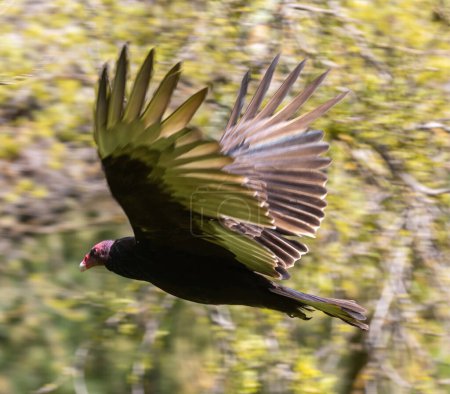 Foto de Buitre de Turquía en vuelo. Calero Reservoir County Park, Santa Clara County, California, EE.UU.. - Imagen libre de derechos