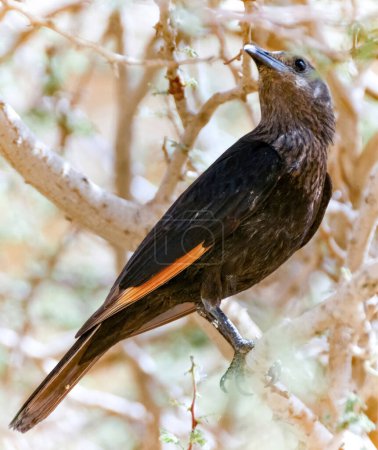 Téléchargez les photos : Desert Tristramic (Tristram Starling) femelle perchée sur une branche d'arbre. Désert de Judée, Israël. - en image libre de droit