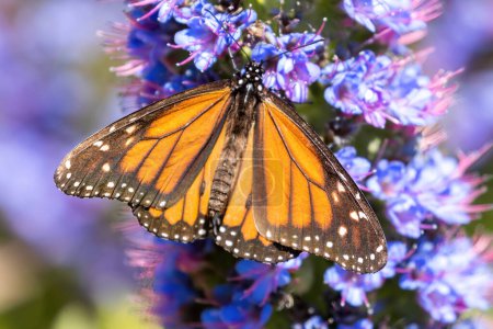 Téléchargez les photos : Papillon monarque sirotant du nectar de Fierté de Madère fleur. Palo Alto Baylands, Comté de Santa Clara, Californie, États-Unis. - en image libre de droit