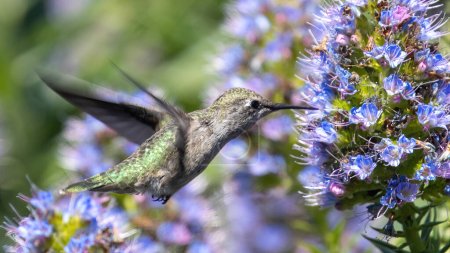 Koliber Anny, dorosła samica unosząca się i karmiąca. Palo Alto Baylands, Kalifornia, USA.
