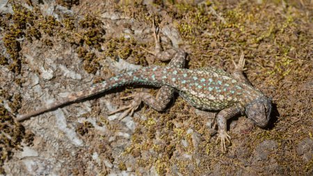 Photo for Northwestern Fence Lizard adult breeding male basking and camouflaging on mossy tree trunk. Santa Clara County, California, USA. - Royalty Free Image