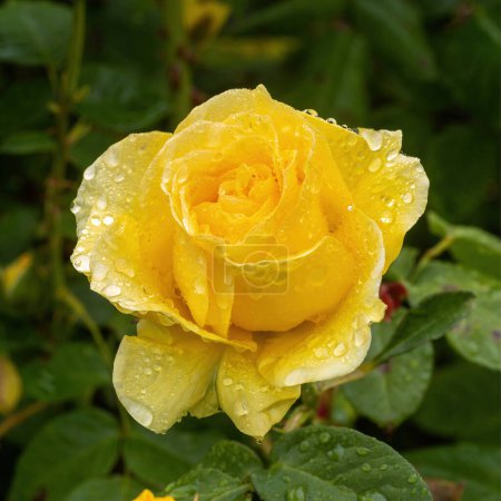 Foto de 'Doris Day' Floribunda Rose in Bloom - Imagen libre de derechos