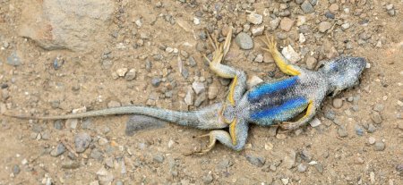 Photo for Western Fence Lizard adult male plays dead to stay alive. The blue ventral side of the lizard, giving it the name "bright blue belly". Alameda County, California, USA. - Royalty Free Image