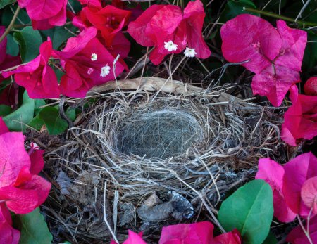 Photo for Abandoned nest of a Dark-eyed Junco inside Bougainvillea bush. Santa Clara County, California, USA. - Royalty Free Image