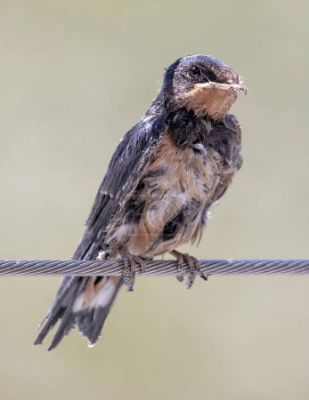 Photo for Juvenile Cliff Swallow perches on fence railing. Palo Alto Baylands, Santa Clara County, California, USA. - Royalty Free Image