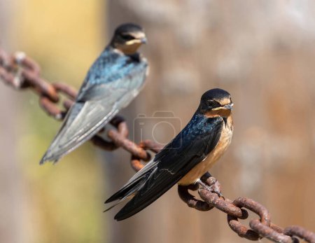 Foto de Barn Swallow Fledglings Perched on Chainlink (en inglés). Palo Alto Baylands, Condado de Santa Clara, California. - Imagen libre de derechos