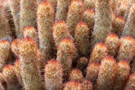 Foto de Cactus de encaje dorado en el Arizona Cactus Garden en Stanford, California. - Imagen libre de derechos