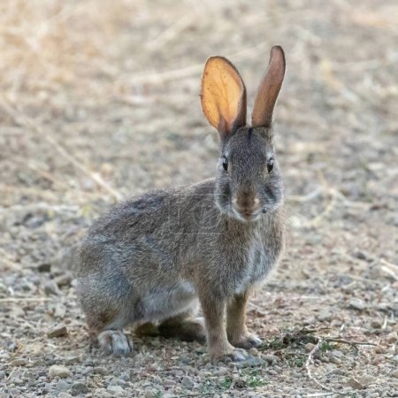 Foto de Desert Cottontail Rabbit con una garrapata que muestra las orejas translúcidas. Condado de Santa Clara, California, EE.UU.. - Imagen libre de derechos