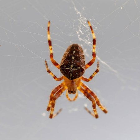 Téléchargez les photos : Une croix Orbe tisserand araignée mâle accroche la tête vers le bas sur la toile. - en image libre de droit