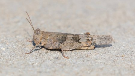 Photo for Pallid-winged Grasshopper resting on residential property's driveway in Northern California. - Royalty Free Image