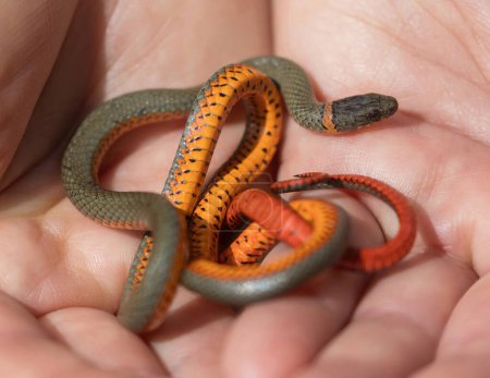 Téléchargez les photos : Serpent à collier du Pacifique. Parc régional du lac Chabot, comté d'Alameda, Californie. - en image libre de droit