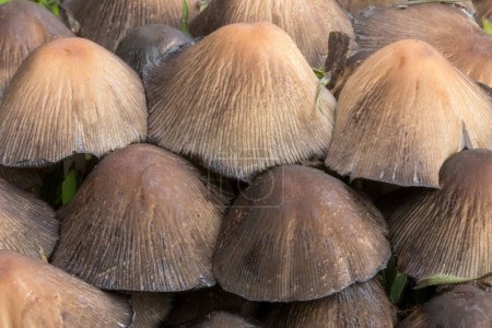 Photo for Coprinellus cluster closeup. Bay Area, California, USA. - Royalty Free Image