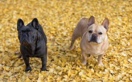 Photo for Blue and Tan Frenchie Buddies Standing Under a Gingko Biloba Tree in autumn. - Royalty Free Image