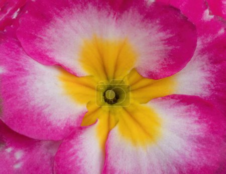 Photo for Common Hybrid Primrose Flower Head. - Royalty Free Image