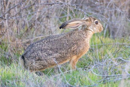 Photo for Black-tailed jackrabbit flattening its ears and crouching, both are indications of being scared and an attempt to hide. - Royalty Free Image