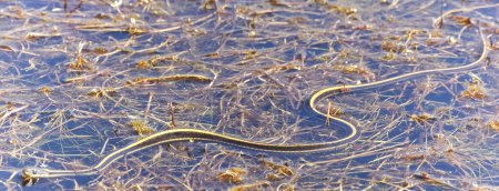 Costa liguero serpiente adulto nadando en un estanque. Pleasanton Ridge Regional Park, Condado de Alameda, California.