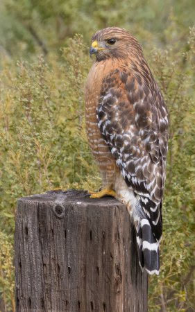 Red-shouldered Hawk, adult. Arastradero Preserve, Santa Clara County, California.