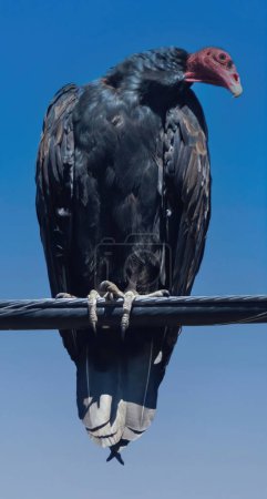 Foto de Buitre de pavo posado sobre alambre eléctrico. Lucas Valley, Condado de Marin, California, EE.UU.. - Imagen libre de derechos