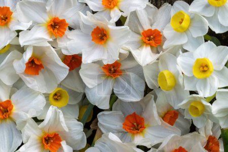 White Narcissus Flowers in Bloom