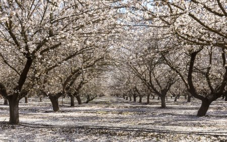 Mandelblüte in Modesto, Stanislaus County, Kalifornien.