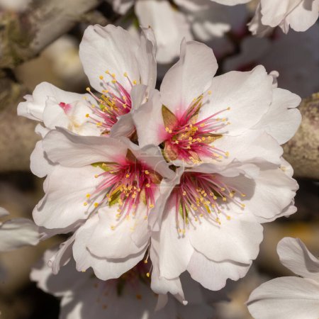 Almond Flowers in Bloom. Modesto, Stanislaus County, California.