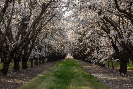 Almond Blossom Tree Tunnel. Modesto, Stanislaus County, California.