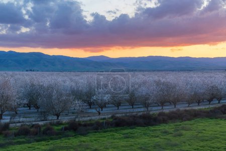 Atmosphärischer Sonnenuntergang über den Mandelblütenplantagen in der Nähe von Modesto, Stanislaus County, Kalifornien.