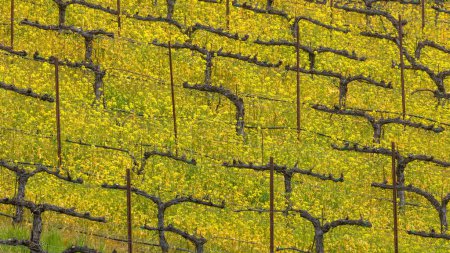 Vineyard filled with Blooming Mustards in Springtime. Palo Alto, Santa Clara County, California.