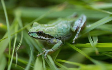 Color verde morfo Rana Árbol del Pacífico camuflándose sobre hierba. Joseph D. Grant County Park, Condado de Santa Clara, California.