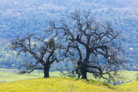 Eichen an einem Hang mit üppigem Hintergrund zur Frühlingszeit. Joseph D. Grant County Park, Santa Clara County, Kalifornien.