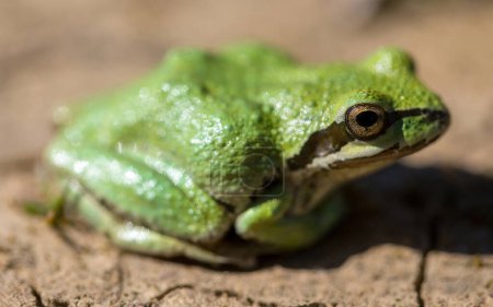 Foto de Color verde morfo Pacific Tree Frog. Joseph D. Grant County Park, Condado de Santa Clara, California. - Imagen libre de derechos