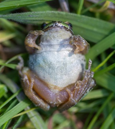 Foto de Pacific Tree Frog Playing Dead as a Defense Mechanism. Joseph D. Grant County Park, Condado de Santa Clara, California. - Imagen libre de derechos