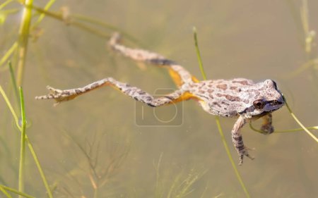 Sierran Treefrog flotando en un estanque, mostrando sus marcas amarillas de "color destello" en los muslos internos. Joseph D. Grant County Park, Condado de Santa Clara, California.
