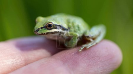 Sierran Treefrog posado en la mano de un humano. Joseph D. Grant County Park, Condado de Santa Clara, California.