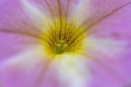 Petunienblüte "Lavendelstern" Details.
