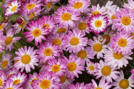 Margerite Daisy 'Engelsbonbons' in voller Blüte.
