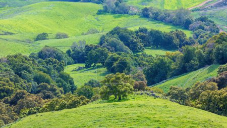 Frühlingshafte Ansichten von Eichenwäldern und grasbewachsenen Hügeln. Ed R. Levin County Park, Santa Clara County, Kalifornien, USA.