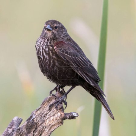 Adult Female Red-winged Blackbird. Ed R. Levin County Park, Santa Clara County, California, USA.