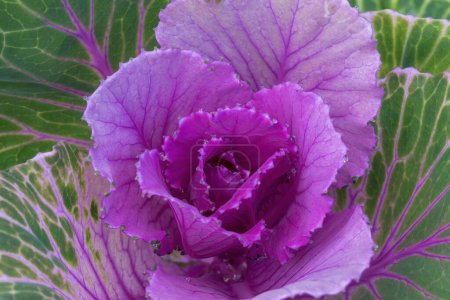 Floraison Kale 'Grue Rose' à Bloom.