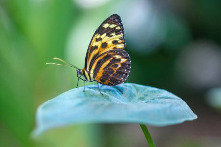 Téléchargez les photos : Tigre captif Longwing Butterfly perché sur une feuille. Pacific Science Center's Butterfly House, Seattle, WA. - en image libre de droit