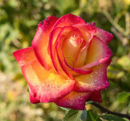 'Perfect Moment 'Mélange rouge hybride Rose de thé en fleurs. San Jose Municipal Rose Garden, San Jose, Californie, États-Unis.