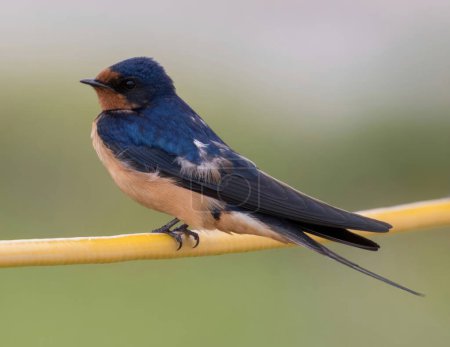 Barn Swallow Adult Male Perched on a wire. Palo Alto Baylands, Santa Clara County, California.